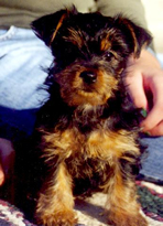 bringing home a new puppy