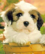 new puppy checklist